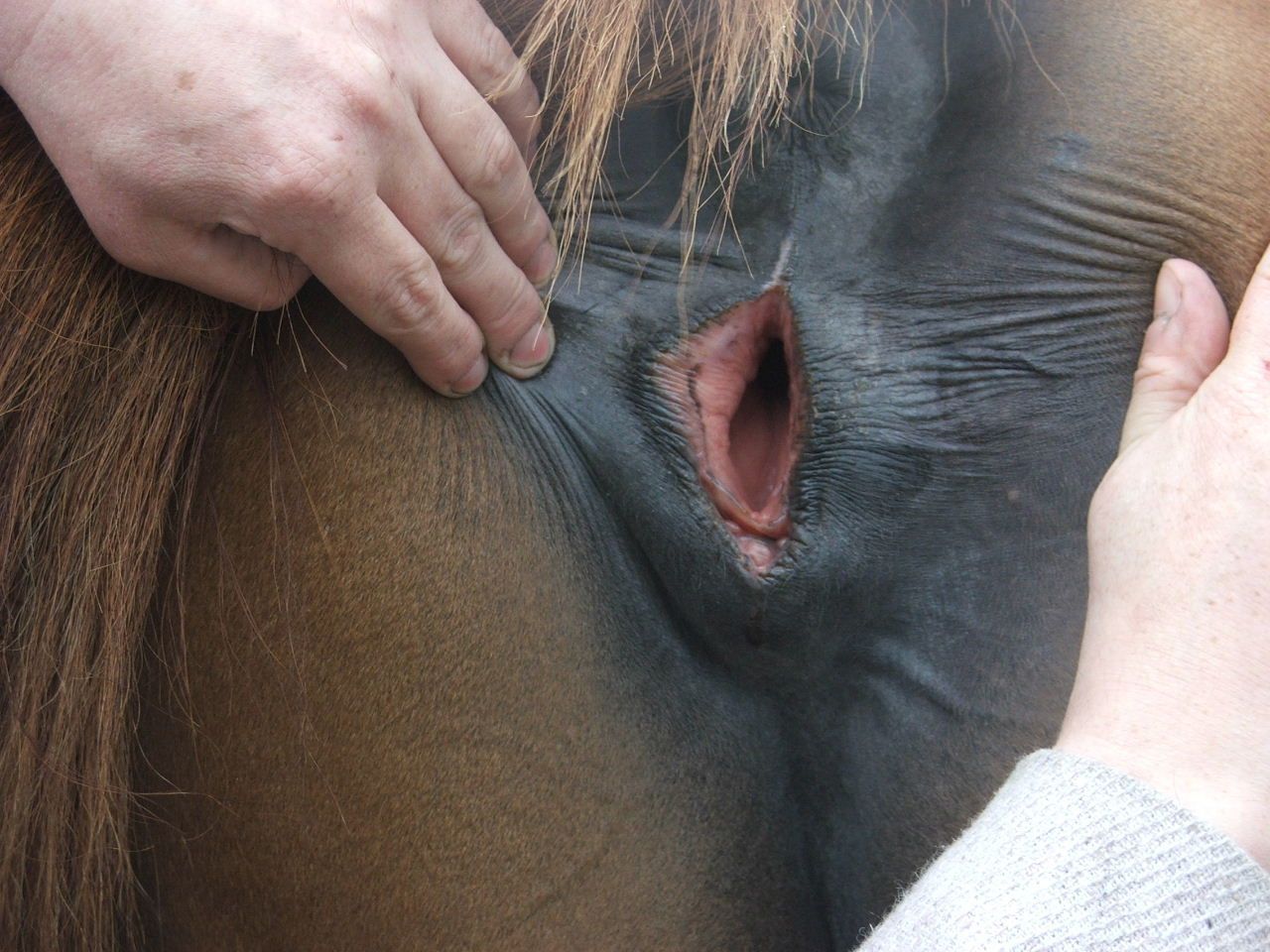 Horse Vagina Porn - Man puck pusies horse - Porn best image 100% free.